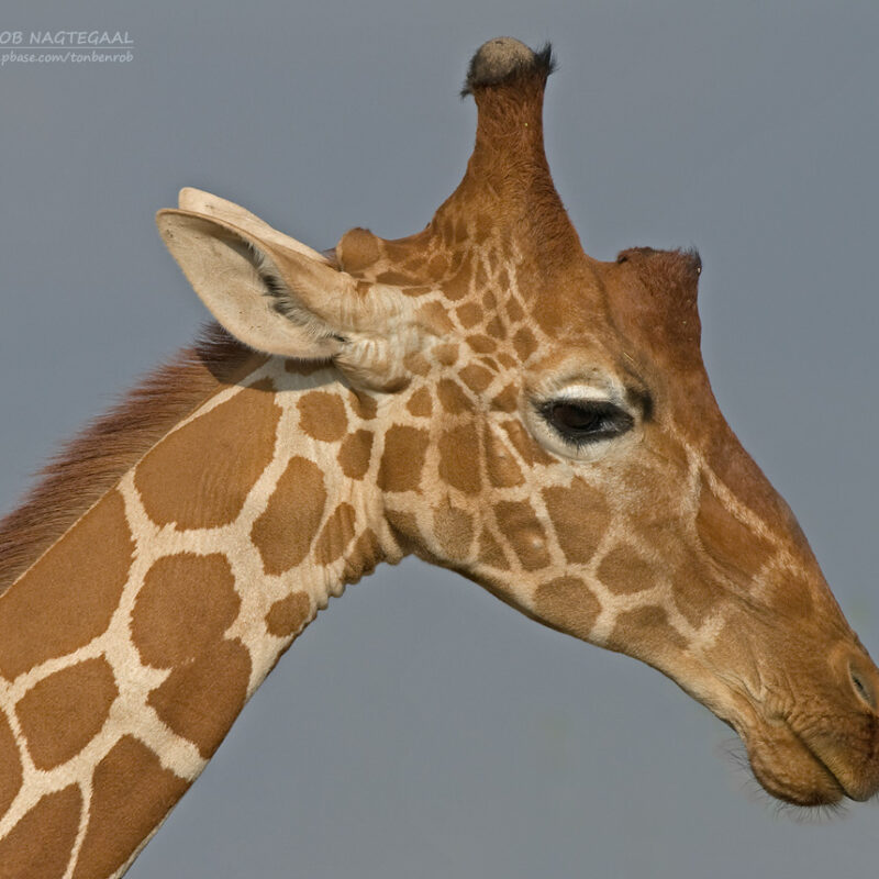 Discover the Wonders of Ngorongoro Crater