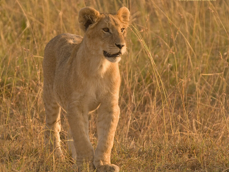 Kidepo Valley National Park