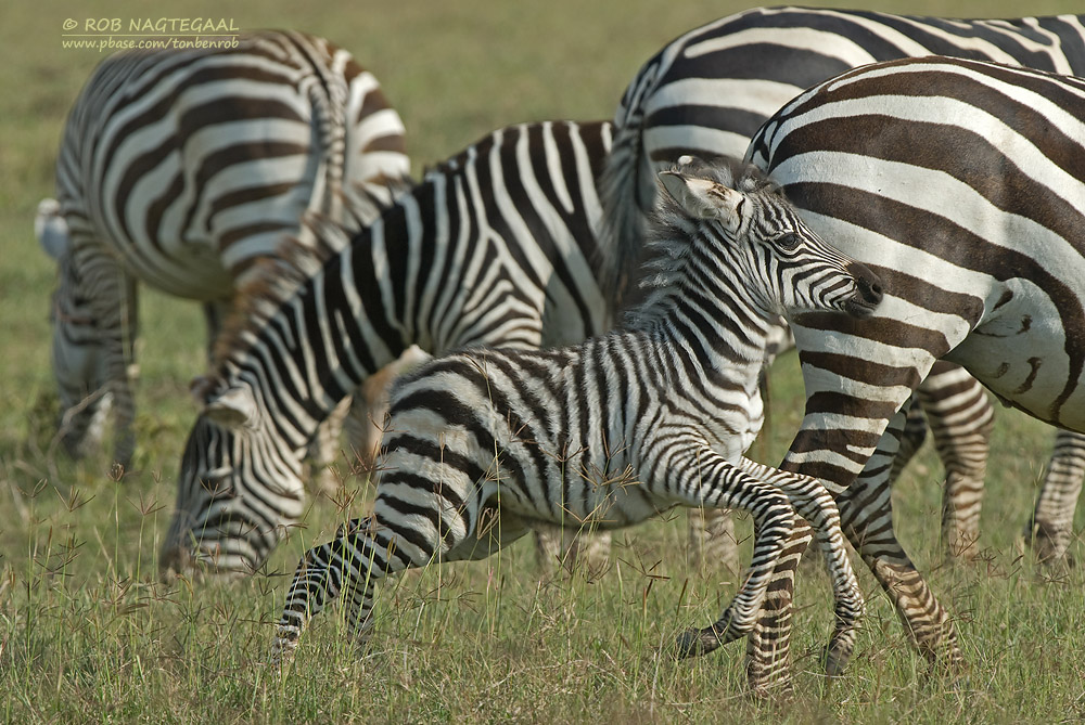 Akagera National Park