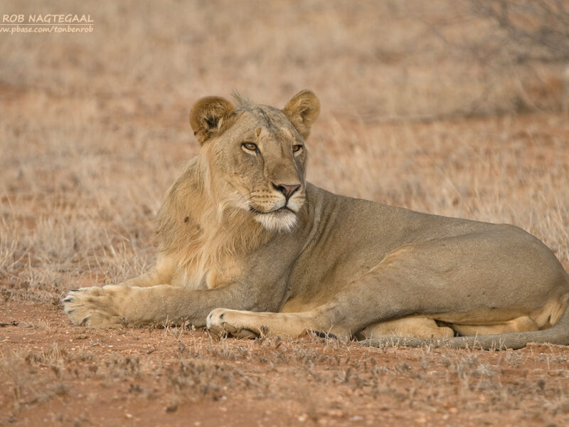 8 Days Uganda Safari