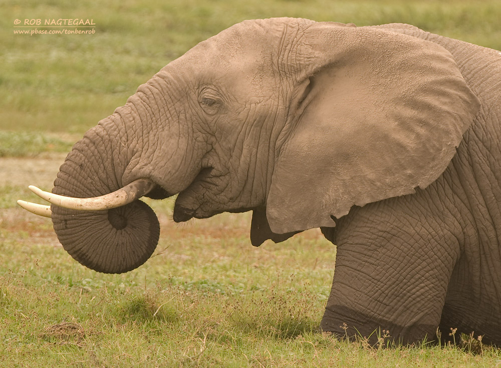 Masai Mara National Reserve