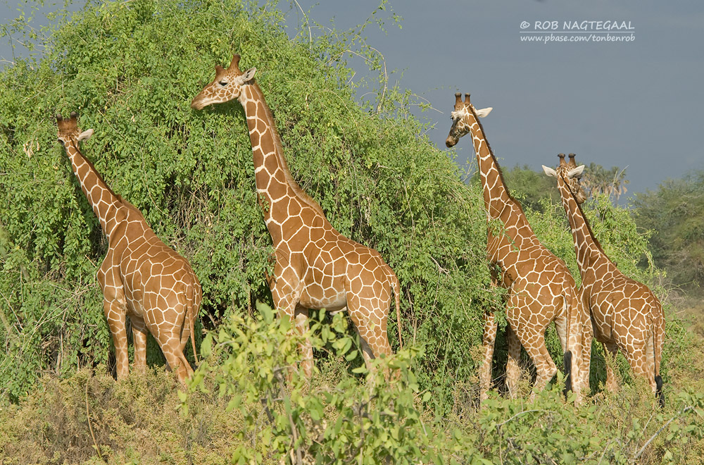 Explore the Beauty of Arusha National Park