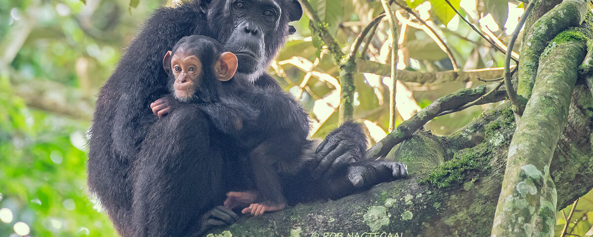 Chimpanzee Tracking Safari