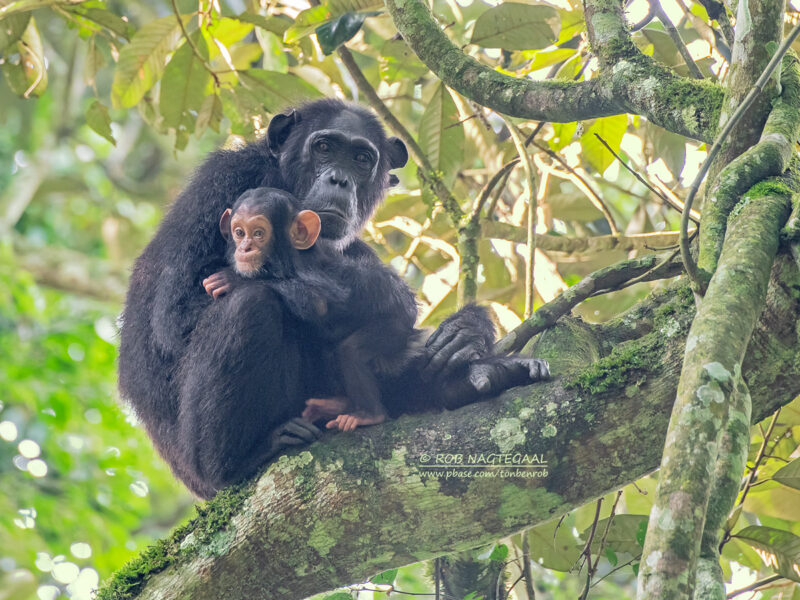 Chimpanzee Tracking Safari