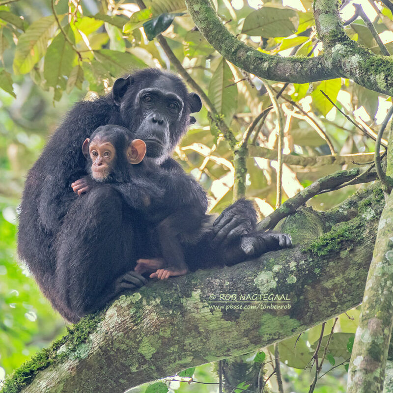 Chimpanzee Tracking Safari