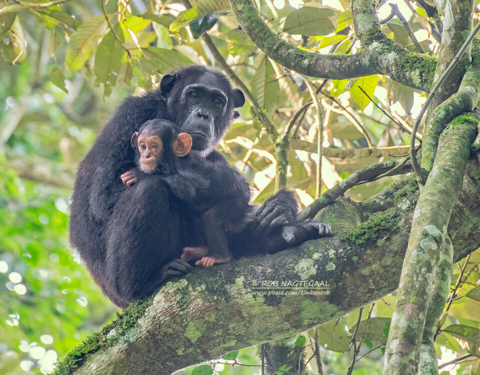 Chimpanzee Tracking Safari