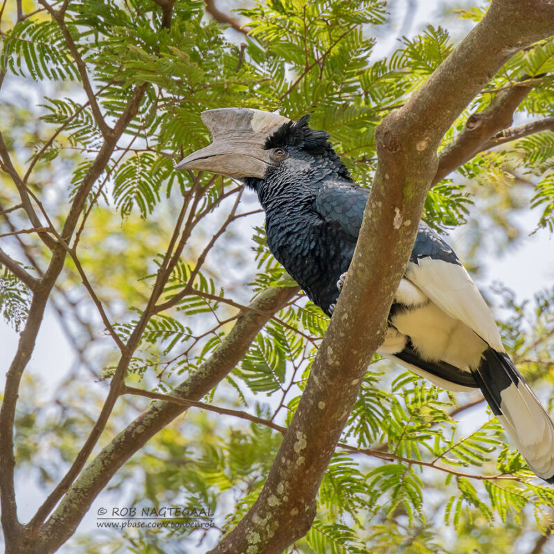 Queen Elizabeth National Park