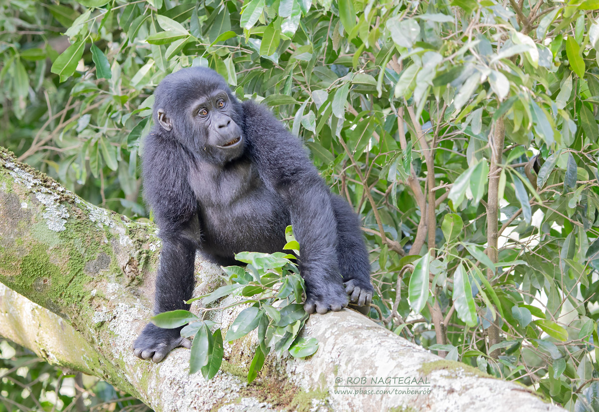 What Are the Best Tips for a Successful Gorilla Trekking Trip?