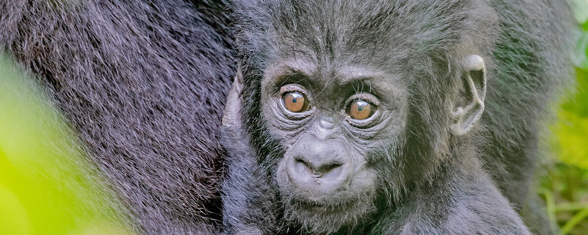 Africa Gorilla Trekking Safaris