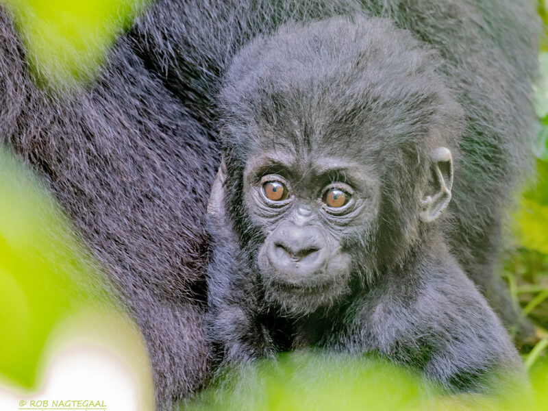 Africa Gorilla Trekking Safaris