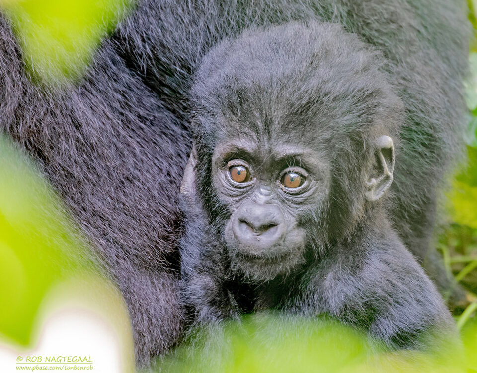 Africa Gorilla Trekking Safaris