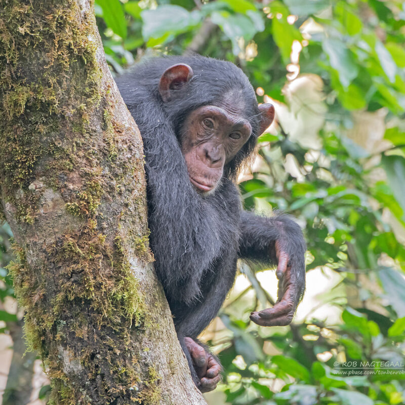 Nyungwe Forest National Park