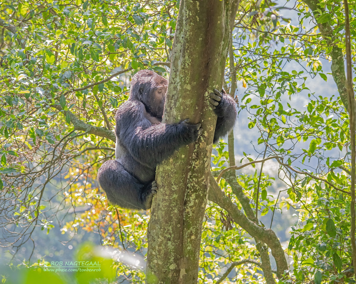 Bwindi Impenetrable National Park