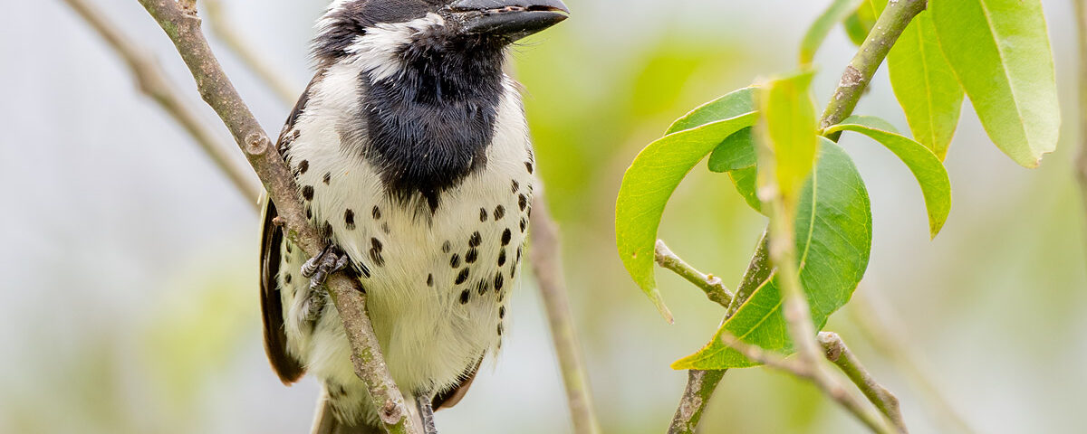 Long Uganda Birding Safaris: Exploring Uganda’s