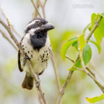 Long Uganda Birding Safaris: Exploring Uganda’s
