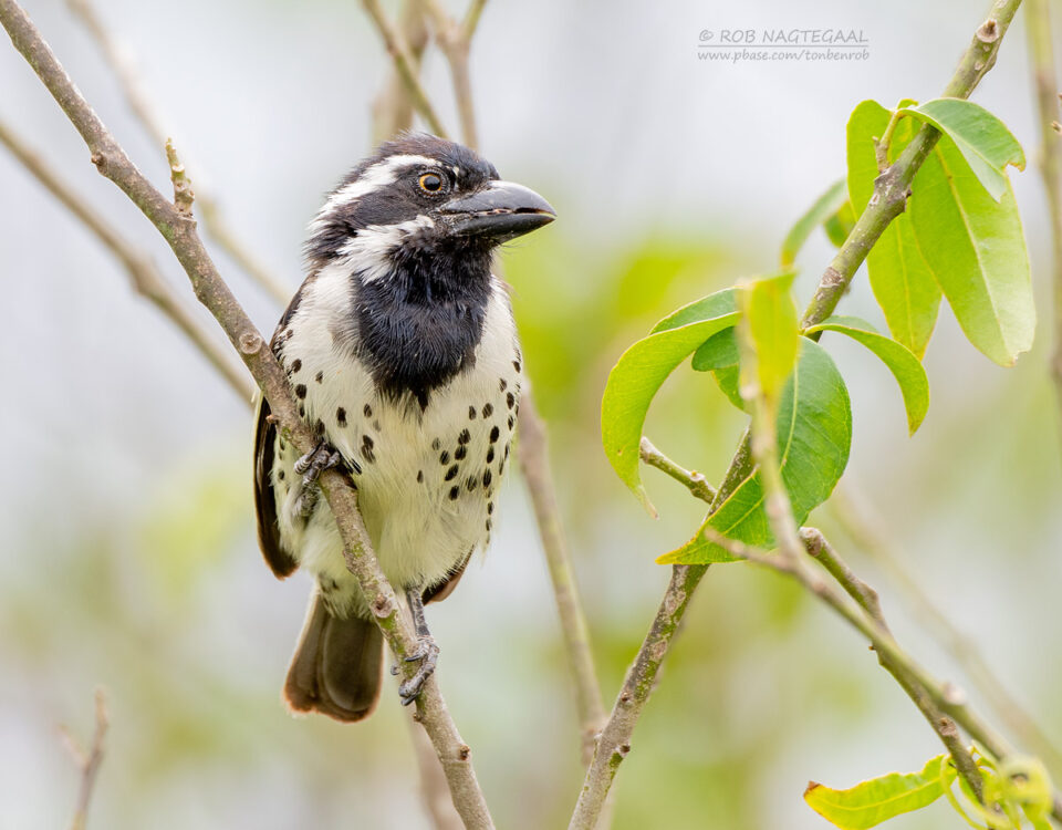 Long Uganda Birding Safaris: Exploring Uganda’s