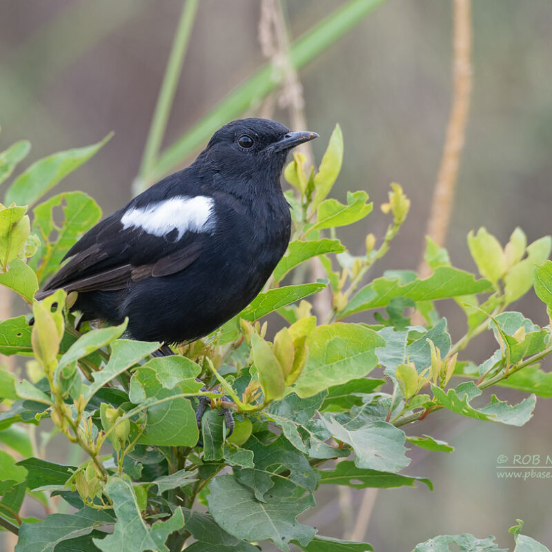 Semuliki National Park