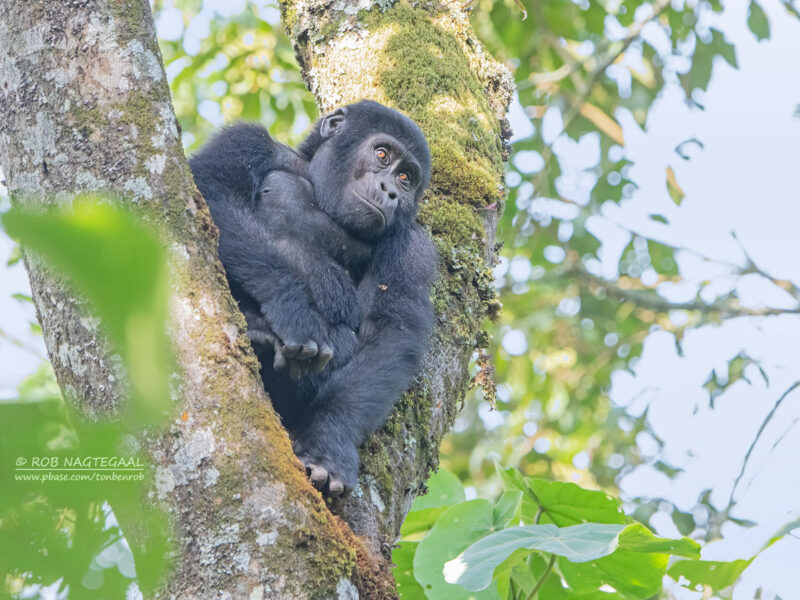 Africa Gorilla Trekking Safaris