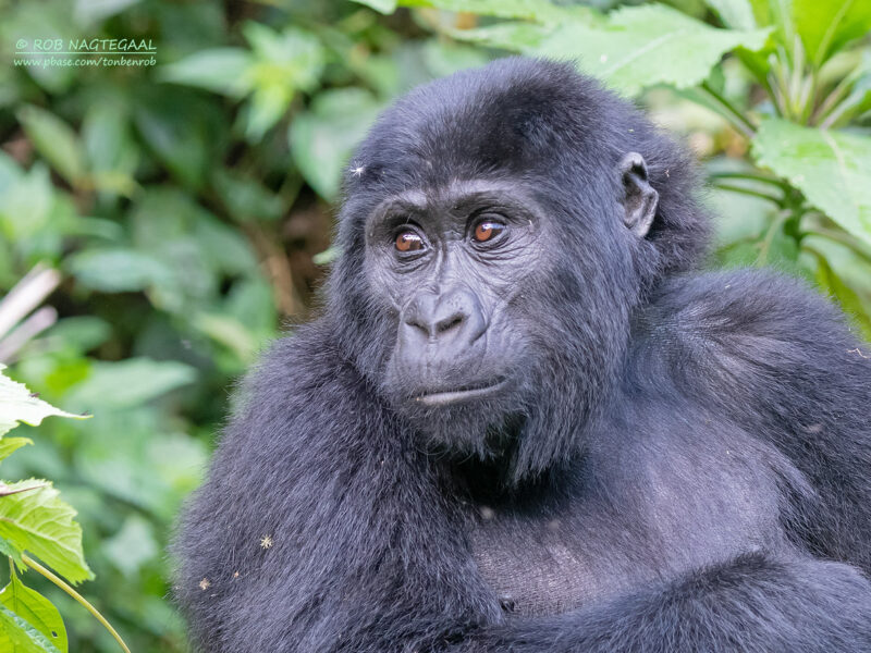 Uganda Gorilla Trekking Safari