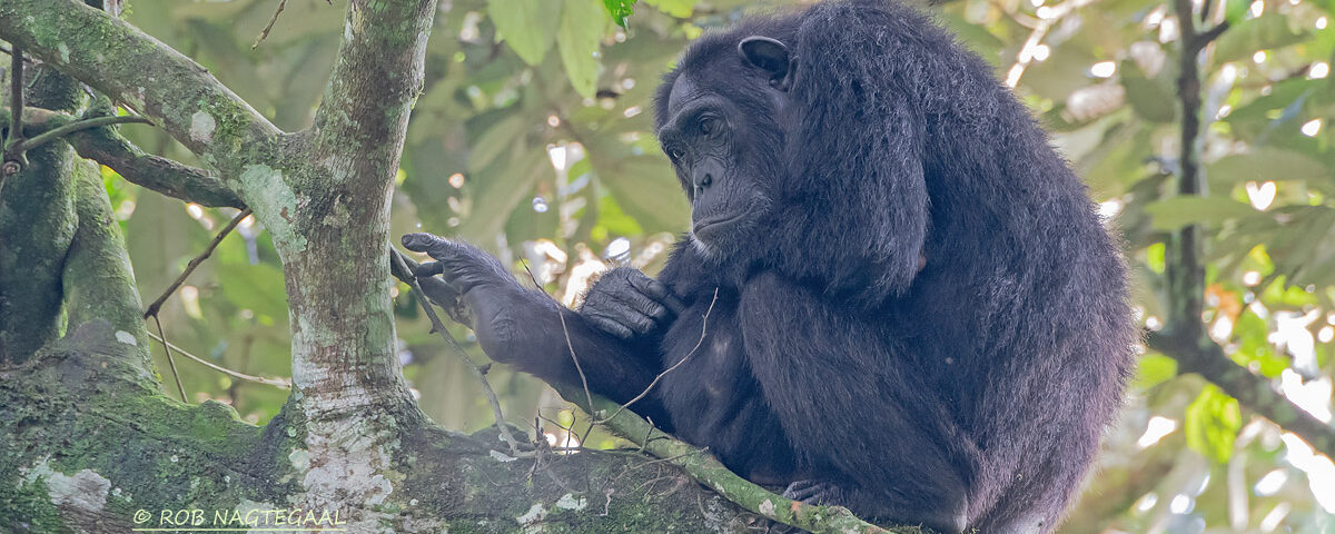 What Are the Best Tips to Maximize Your East Africa Safari Experience?