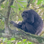 What Are the Best Tips to Maximize Your East Africa Safari Experience?