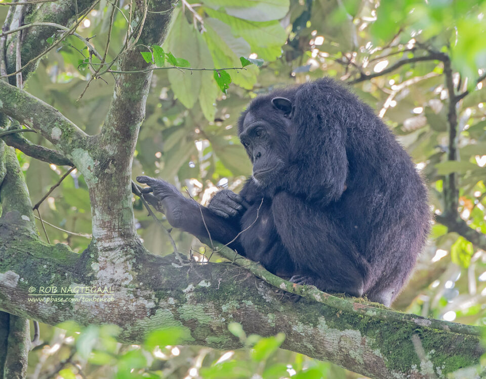 What Are the Best Tips to Maximize Your East Africa Safari Experience?