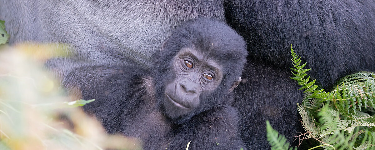 Uganda Gorilla Trekking Safari