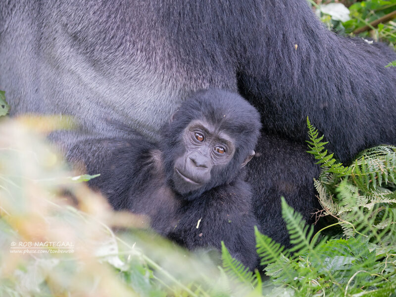 Uganda Gorilla Trekking Safari
