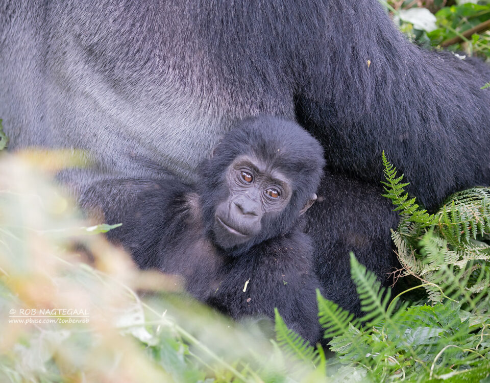 Uganda Gorilla Trekking Safari