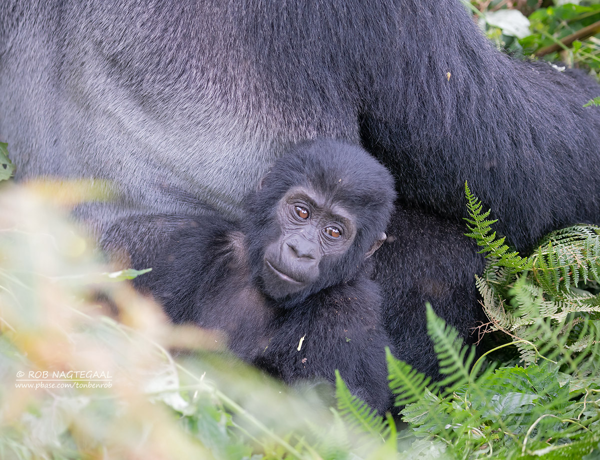 Uganda Gorilla Trekking Safari