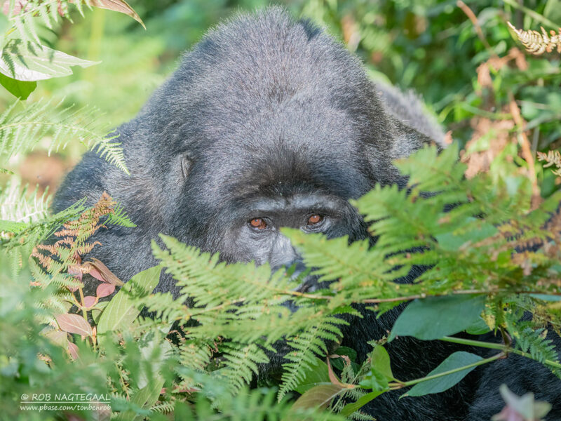 Rwanda Gorilla Trekking Safari