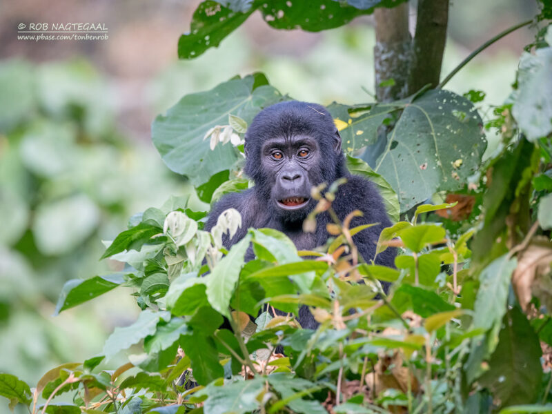 Uganda Gorilla Trekking Safari