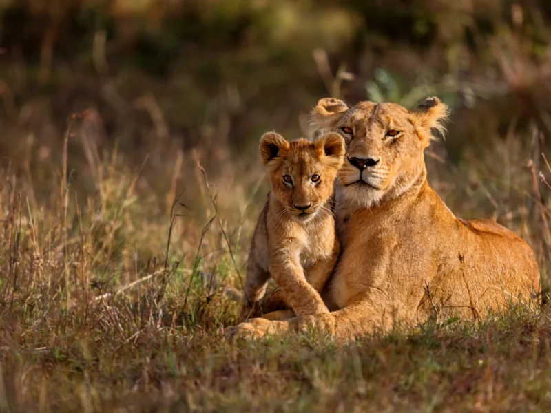 Queen Elizabeth National Park Safari