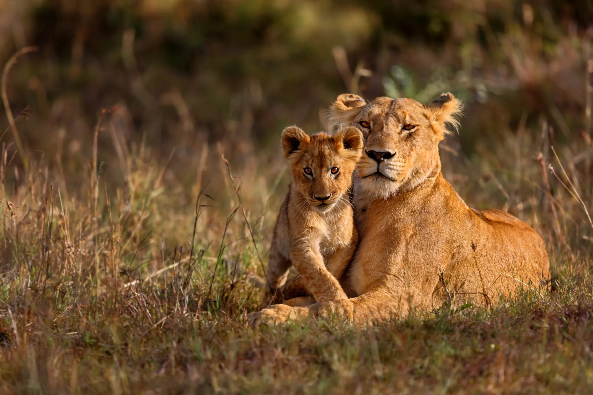 Queen Elizabeth National Park Safari