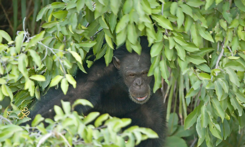 Uganda Chimpanzee Tracking Safari