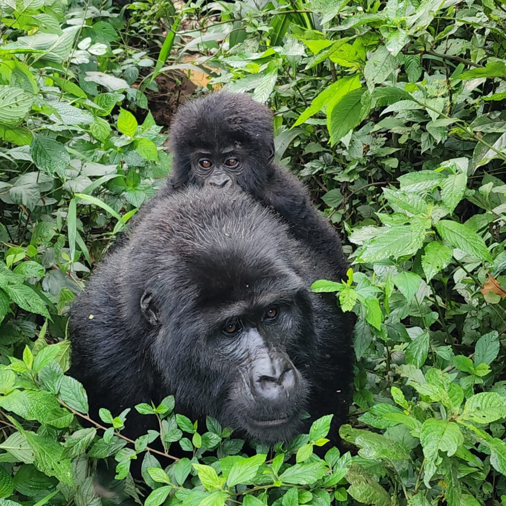 Is Gorilla Trekking Worth the Money?