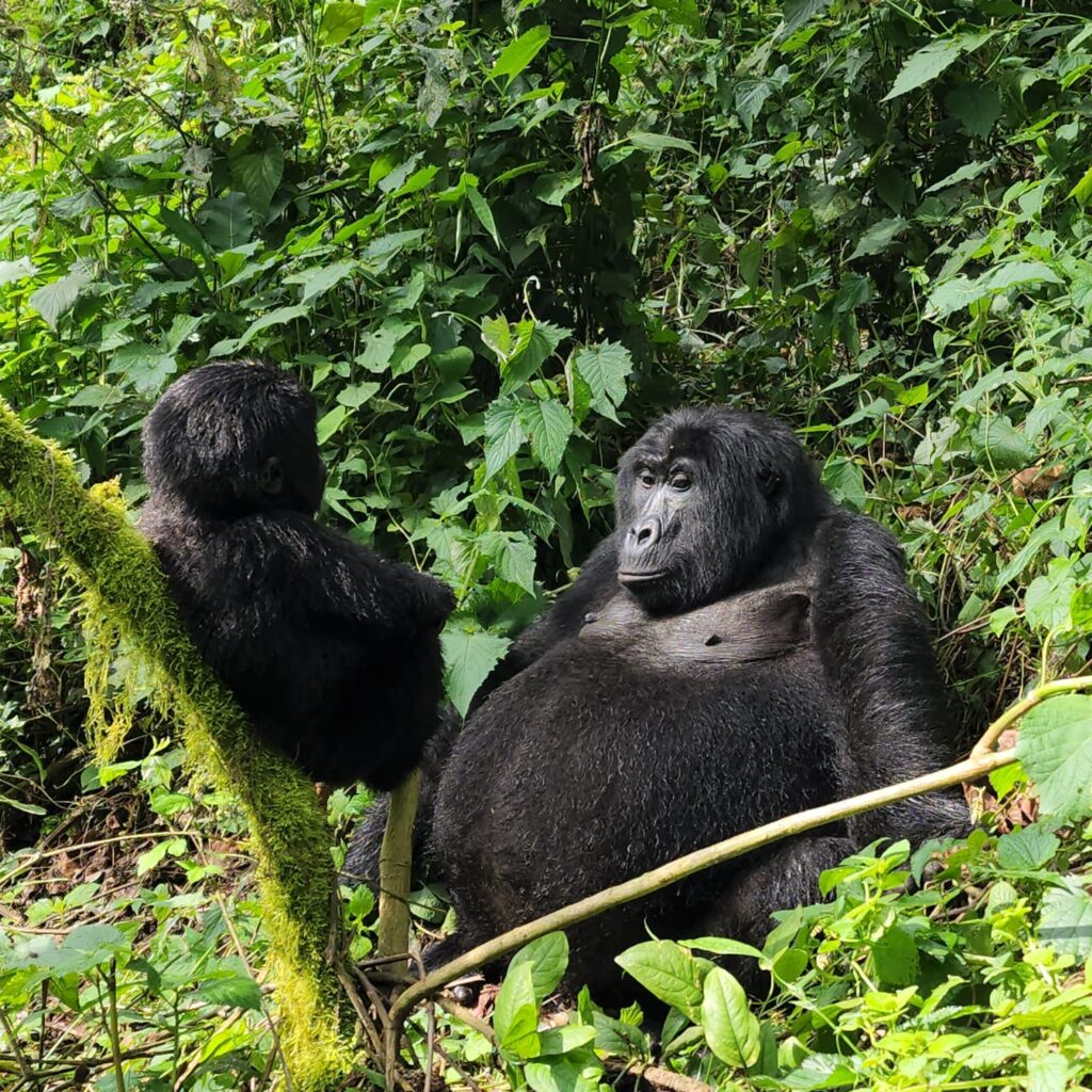 Is Uganda or Rwanda Better for Gorilla Trekking?