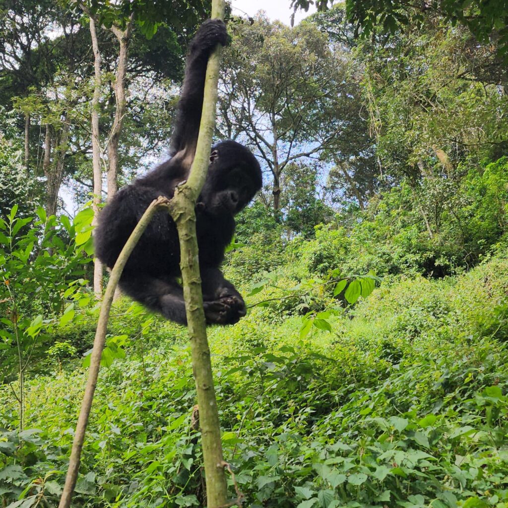 What is the Age Limit for Gorilla Trekking?