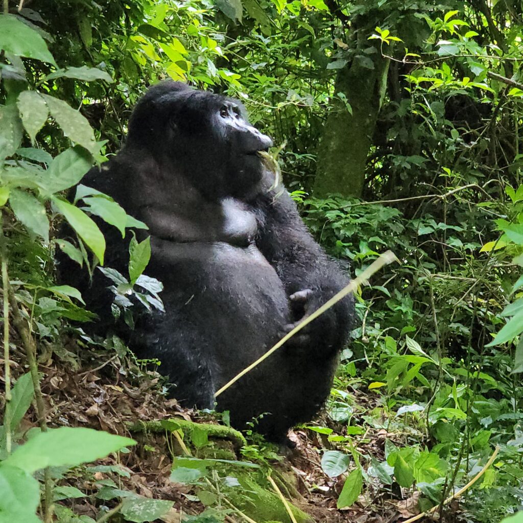 How Many Days Do You Need for Gorilla Trekking?
