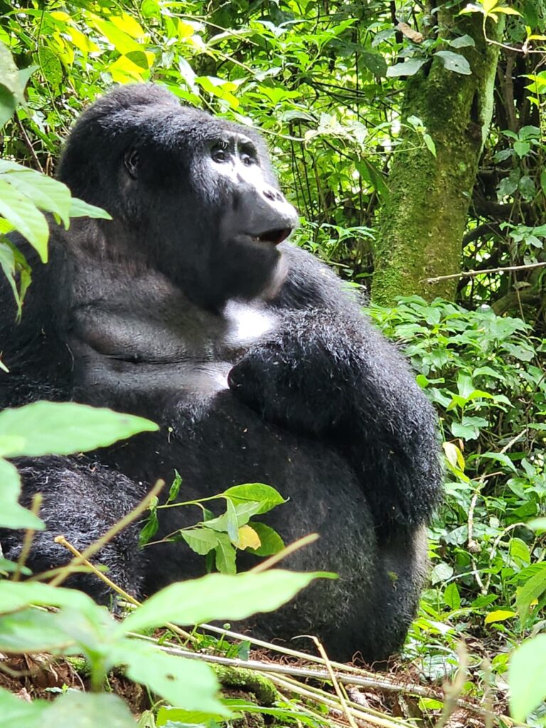 How Do I Book Gorilla Trekking in Uganda?
