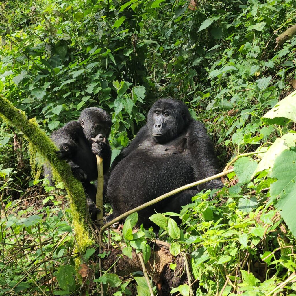 Is Uganda Safe for Gorilla Trekking?