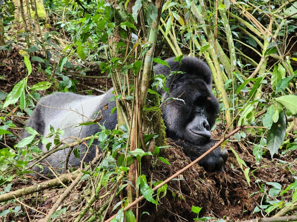 Can I Take Photos of the Gorillas During the Trek?