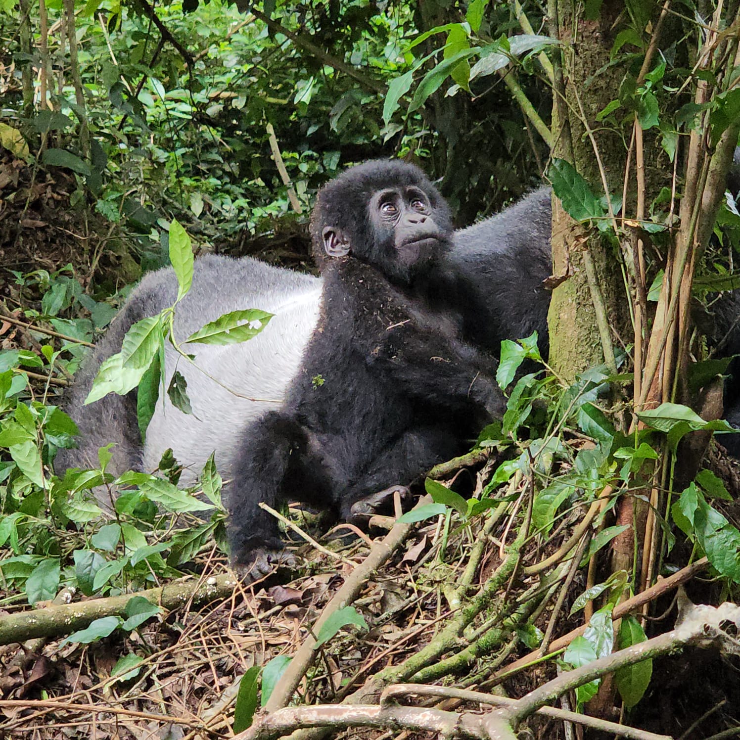 Bwindi Impenetrable Forest National Park