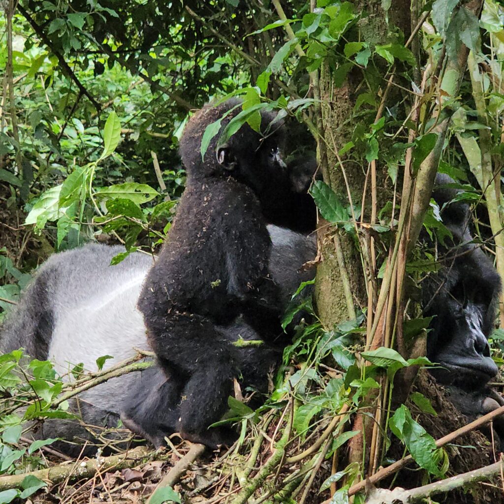 What Should I Wear for Gorilla Trekking in Rwanda?