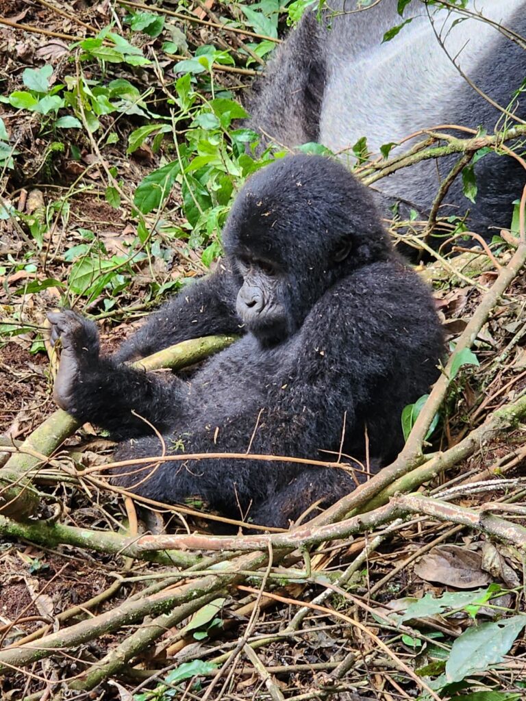Do I Need a Guide for Gorilla Trekking in Rwanda?