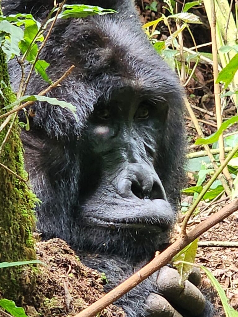 How Much is the Gorilla Trekking Permit in Uganda?