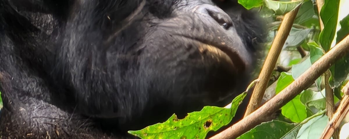 Rwanda Gorilla Trekking Safari