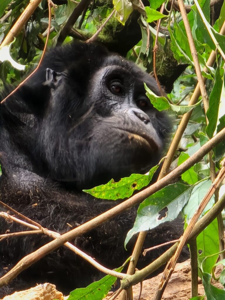 Rwanda Gorilla Trekking Safari