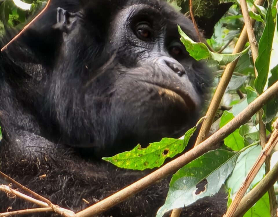 Rwanda Gorilla Trekking Safari