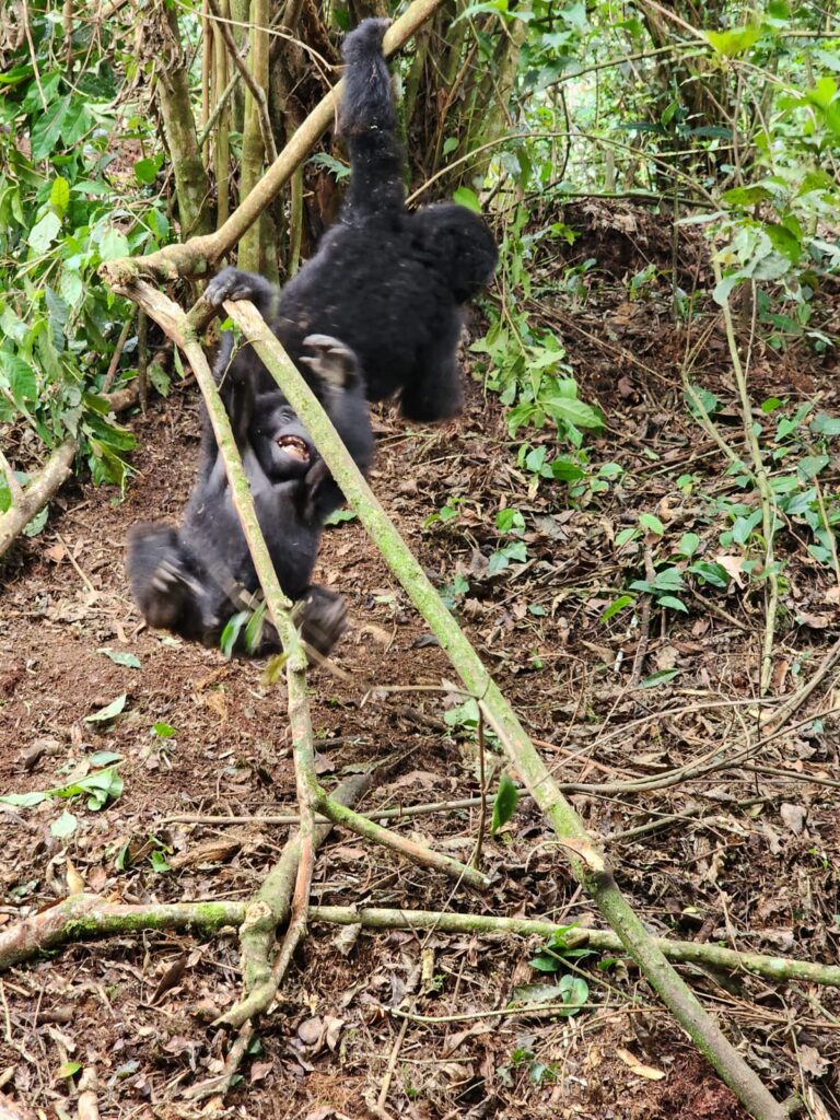 How Many Days Should I Spend in Rwanda for a Gorilla Trekking Experience?